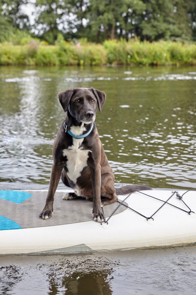 Stand up Paddler